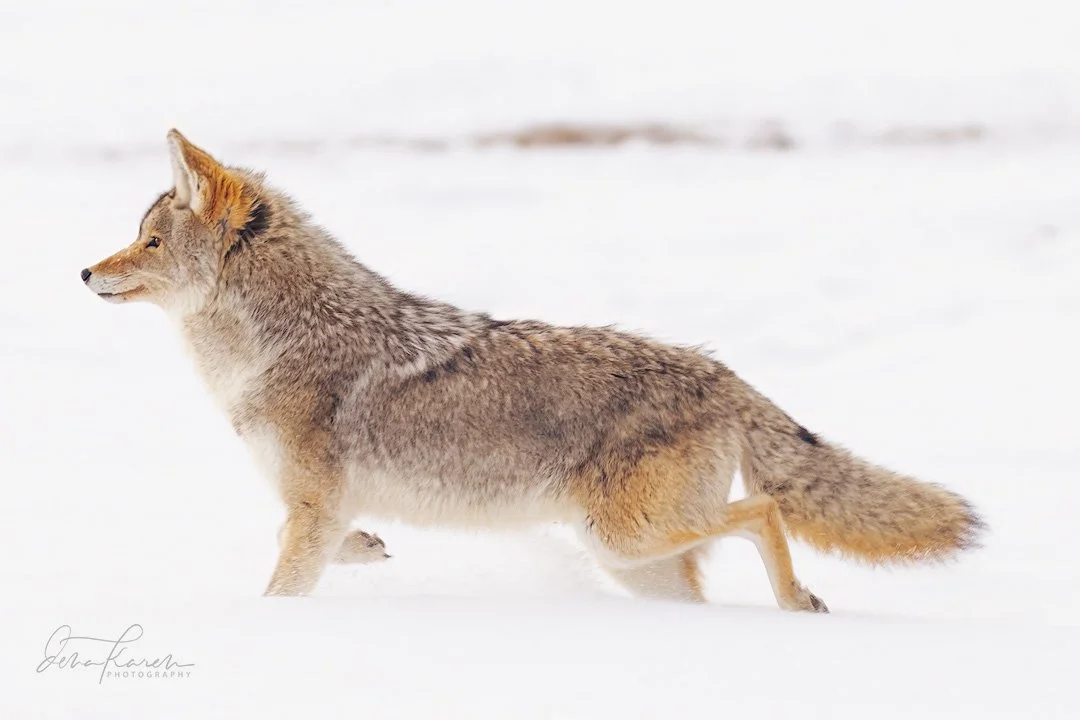 This coyote was listening for his next meal and deciding where to hunt next &hellip; when viewing and photographing wildlife it&rsquo;s important to be still and quiet and maintain a safe distance so that they can continue their natural behavior and 