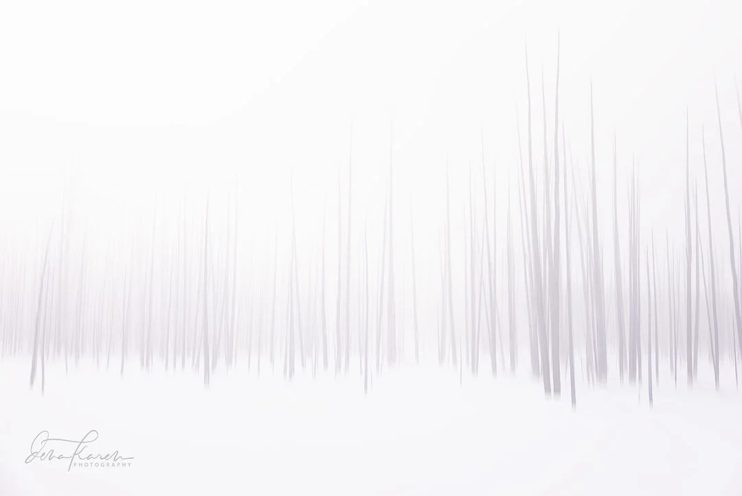 Another view of the Bobby socks trees in Yellowstone with some ICM magic. ​​​​​​​​
​​​​​​​​
 We are a group of artists who are experimenting with intentional camera movement. ​​​​​​​​
See our beautiful and creative images from our friends by heading 