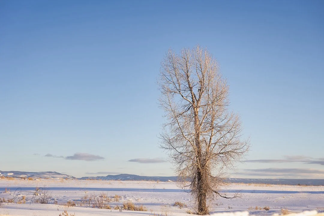 Lone trees in winter are my favorite !
The scenery around the ranch is amazing&hellip; go for a sleigh ride and a meal &hellip;

 A group of photographers from @womencapturemagic have come together to share our love of nature. Get your dose of beauty