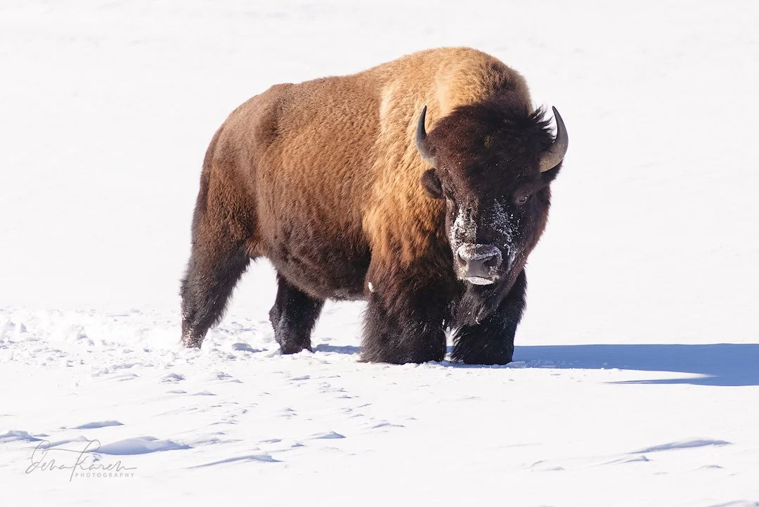 Now this is a bull !! (Don&rsquo;t worry this was taken at a safe distance with a very long lens.)

&ldquo;For thousands of years, millions of bison shaped ecological communities across North America. Bison adapted to thrive in a variety of ecosystem