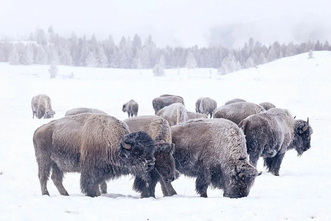 Happy Birthday Yellowstone !!!

These three bison in the front were quite the trio! The cows were in late-cycle estrus or lost their pregnancy &hellip; the bull was following them around relentlessly but they were having none of it perhaps wanting to