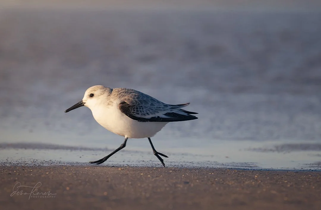 A group of photographers from @womencapturemagic have come together to share our love of nature. Get your dose of beauty today by following along the #womencapturemagicnatureloop