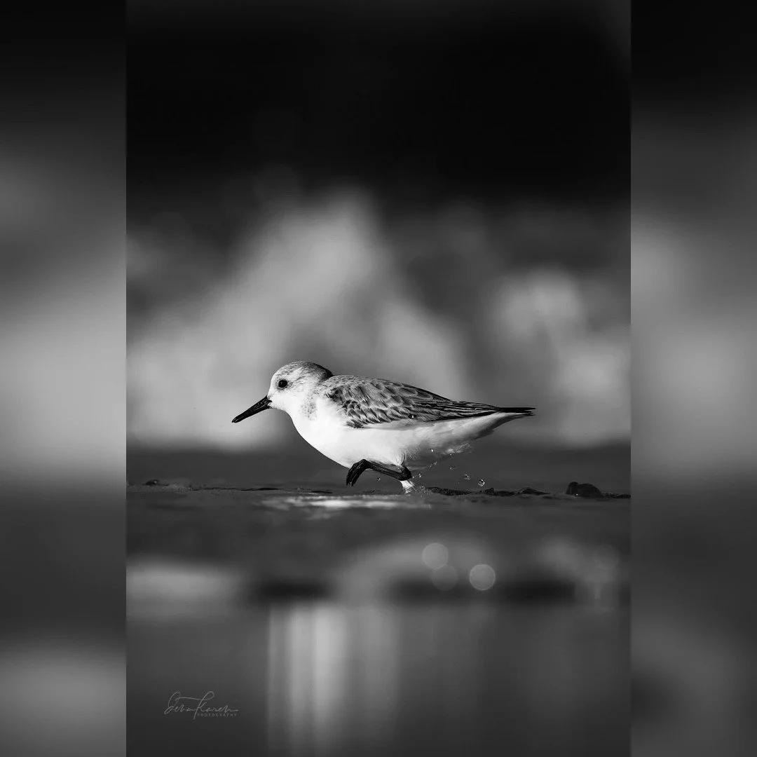 &ldquo;Whenever there is light, one can photograph&rdquo; ~ Alfred Stieglitz

We are a group of photographers who love timeless black and white photography. See our stunning and creative images from our friends by heading to the hashtag  #bnw_timeles