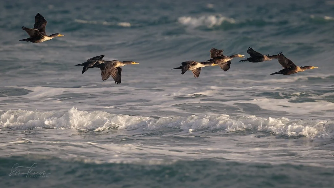 Cormorants are specialized, fish-eating seabirds known for diving deep (up to 150ft) to chase fish with their webbed feet, often seen standing with wings spread to dry their waterlogged feathers which are not waterproof so they are less buoyant and c