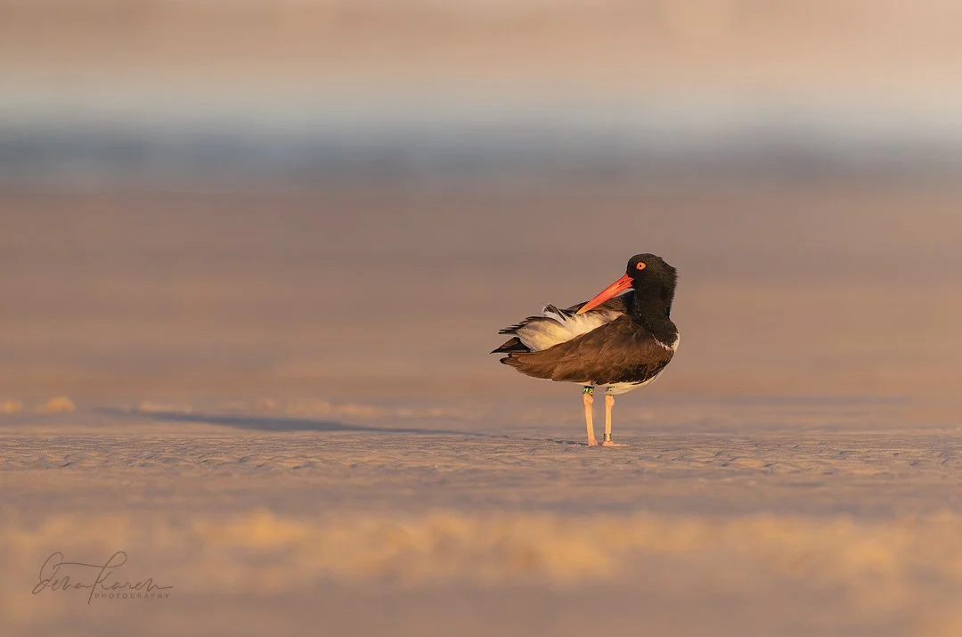 American Oystercatcher 
They forage by walking in shallow water, searching for food by sight. The birds have two methods of opening the shells of bivalves. In one, finding a mussel with its shell slightly open, the oystercatcher quickly jabs its bill