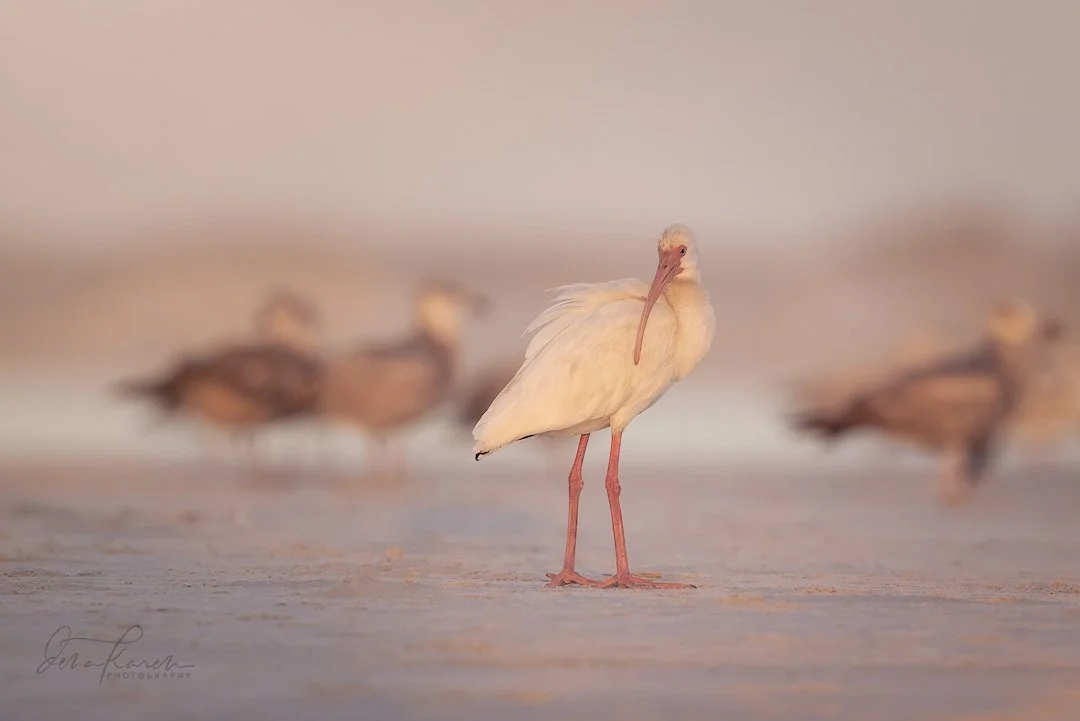 White Ibis 

&ldquo;These long-legged waders forage in groups in shallow wetlands and other areas with standing water. They walk slowly with their heads down probing the muddy surface for insects and crustaceans. &ldquo; All About Birds 

 Sir David 