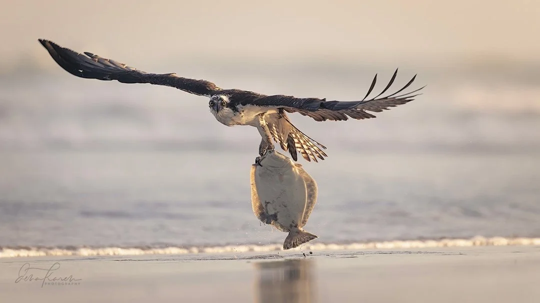 Osprey with a Summer flounder which weighs as much as he does. He had to wait to dry off his wings and for the flounder to stop flopping before he could take it back to the nest. This was taken at 600mm and at a respectful distance with some cropping