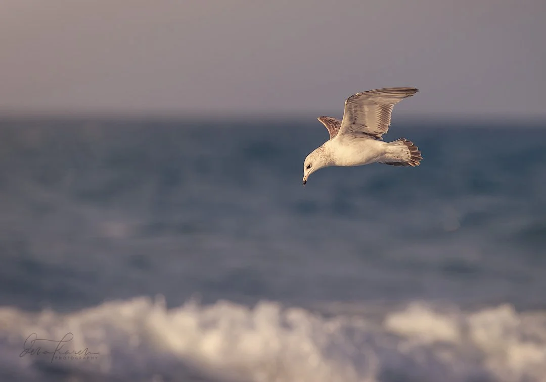 A young ring-billed gull scanning for fish

 A group of photographers from @womencapturemagic have come together to share our love of nature. Get your dose of beauty today by following along the #womencapturemagicnatureloop

 #raw_birds #FBPC_birds #