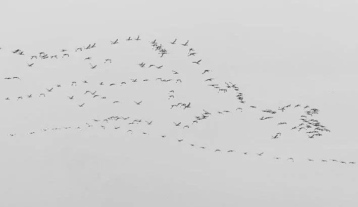 A flock of white ibis 

&ldquo;Whenever there is light, one can photograph&rdquo; ~ Alfred Stieglitz

We are a group of photographers who love timeless black and white photography. See our stunning and creative images from our friends by heading to t