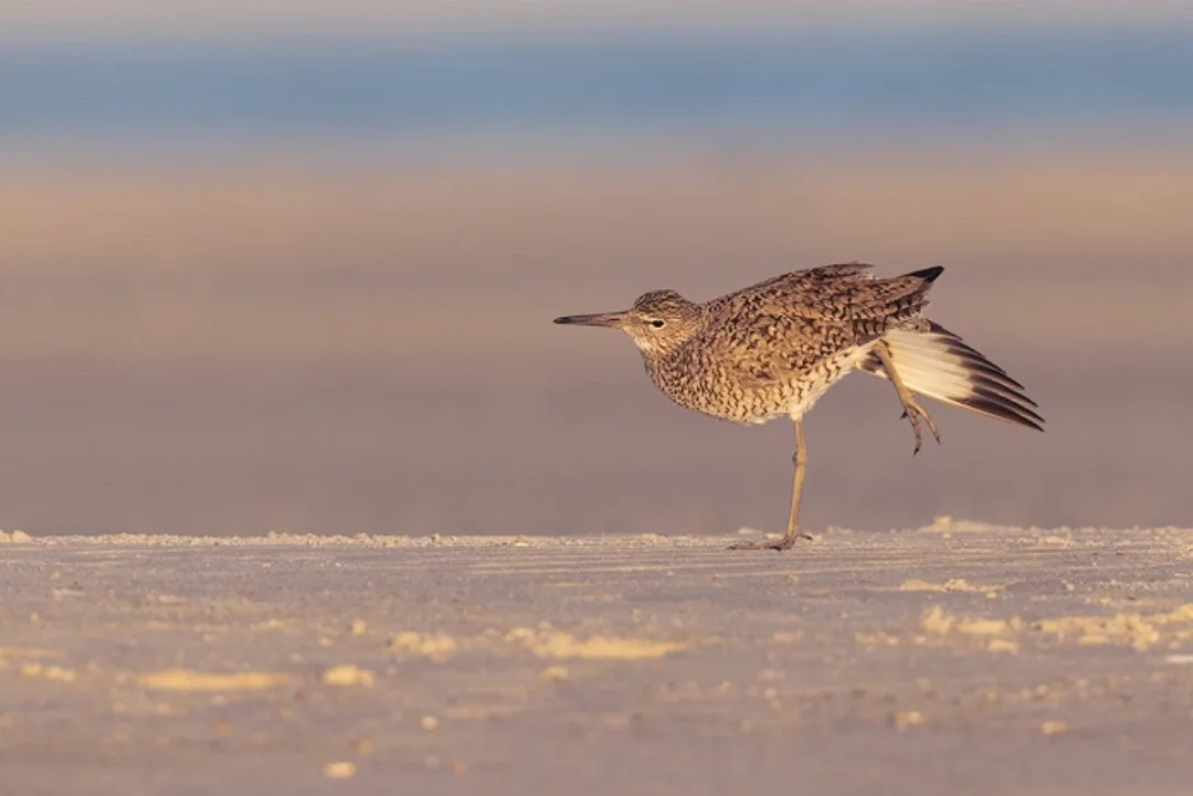 A willet showing off breeding plumage whilst doing some Tai Chi &hellip;a life on the move from the get go

&ldquo;Downy young leave nest within a day after hatching, are led by parents to marshy pond areas. Young find all their own food. Female pare