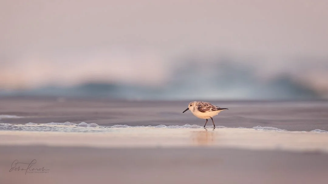 Looking for a snack in the pretty pink light &hellip; ​​​​​​​​
​​​​​​​​
Sanderling​​​​​​​​
​​​​​​​​
&ldquo;Every time I stand before a beautiful beach, its waves seem to whisper to me: If you choose the simple things and find joy in nature&rsquo;s si