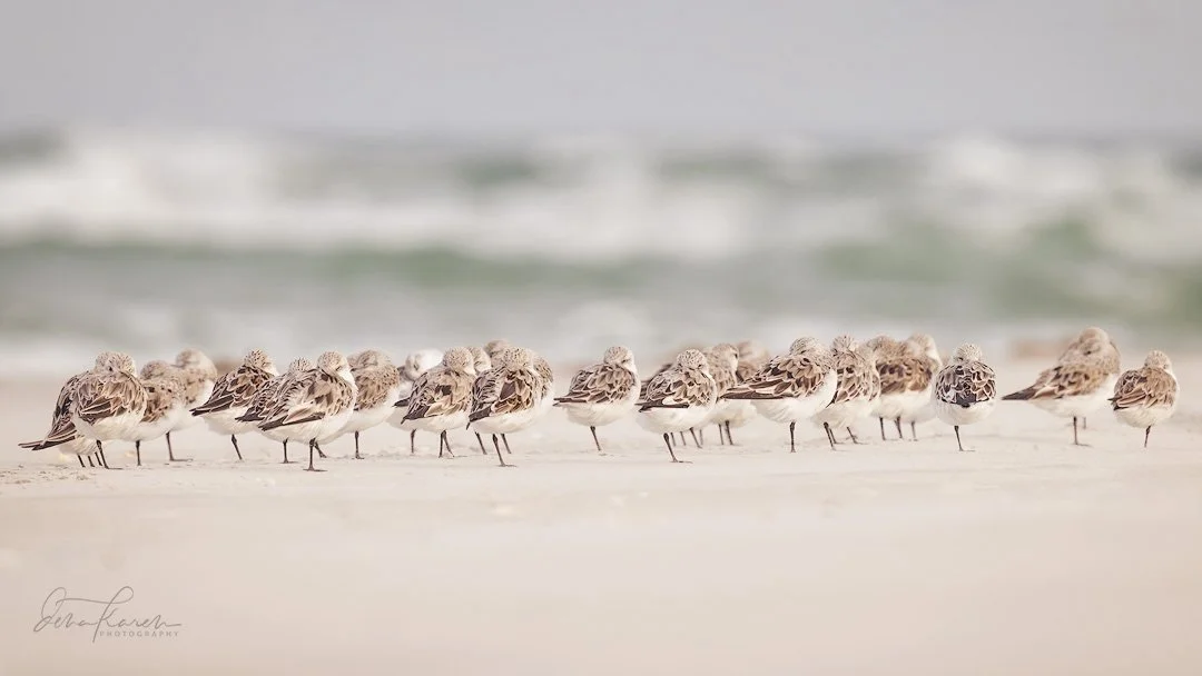 A flock of sanderling &hellip;

 A group of photographers from @womencapturemagic have come together to share our love of nature. Get your dose of beauty today by following along the #womencapturemagicnatureloop