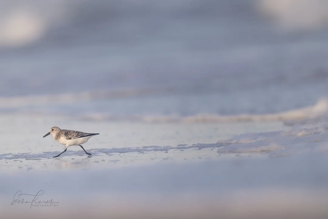 Was feeling a bit like this sanderling with the wave&hellip; happy to have a few days away &hellip;