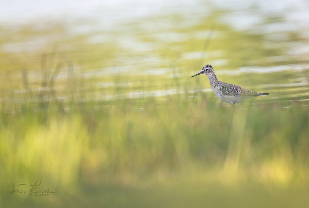 Greater yellowlegs 

At ponds and tidal creeks, this trim and elegant wader draws attention to itself by bobbing its head and calling loudly when an observer approaches. In migration, the Greater Yellowlegs is common from coast to coast. Sometimes it