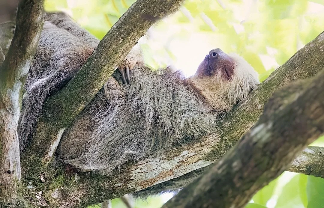 Pura Vida ! Loved how this two-toed sloth was sleeping like the tree was a hammock &hellip;