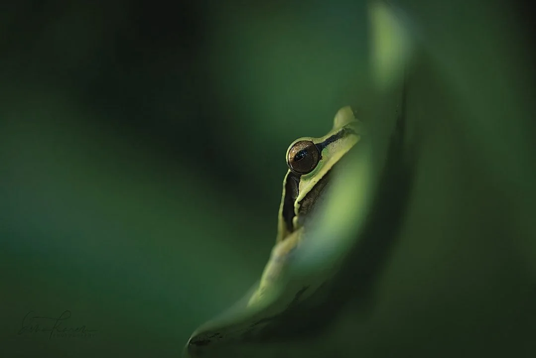 Masked tree frog &hellip; we went to a &lsquo;macro farm&rsquo; for this where they are specially trained in handling and releasing these animals in the forest as they are nocturnal and otherwise quite difficult &hellip; Costa Rica is very eco friend