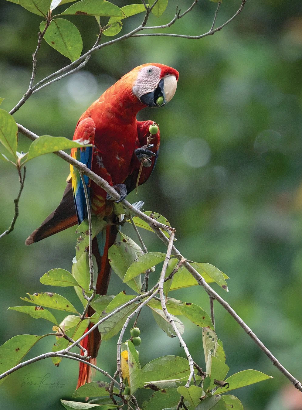 Scarlet macaw eating and cracking open some tasty treats 
Costa Rica 

 A group of photographers from @womencapturemagic have come together to share our love of nature. Get your dose of beauty today by following along the #womencapturemagicnatureloop