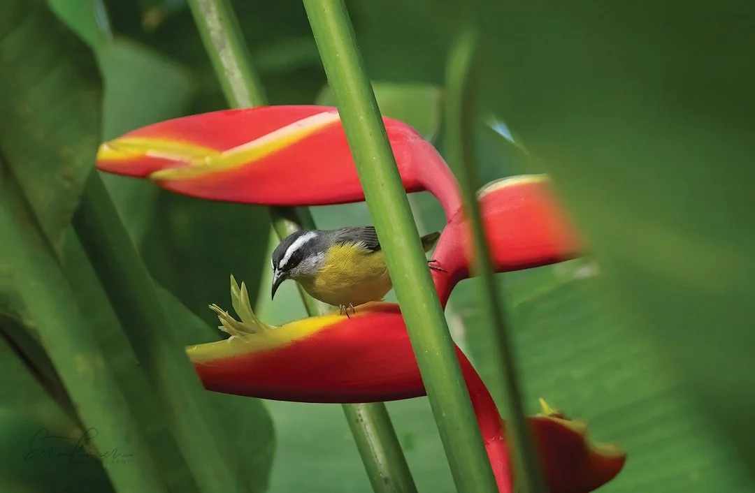 Bananaquit drinking from a parrot flower​​​​​​​​
Osa peninsula, Costa Rica ​​​​​​​​
​​​​​​​​
Thanks to Amy Ames Photography @pointamesandshoot and @crocodilebay and @botanikaresort for an amazing week !!! ​​​​​​​​
​​​​​​​​
 #yes_globe #bestoftheusa_s