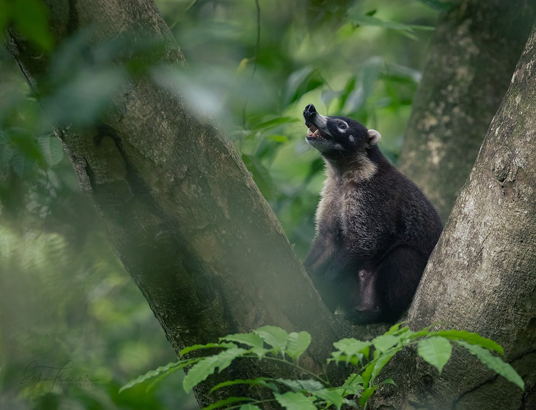 Coati 

Coatis are excellent climbers and have double-jointed ankles that rotate 180 degrees, allowing them to scramble down tree trunks headfirst. They are in the raccoon family. 

Sir David Attenborough has inspired millions by bringing the natural