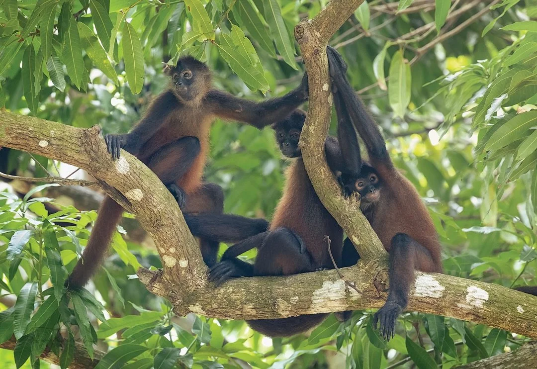 Spider monkeys have prehensile (grasping) tails and hook-like fingers without opposable thumbs to enable them to swing through the trees and hang. Their long limbs and tail make them look like spiders as they hang in the trees.