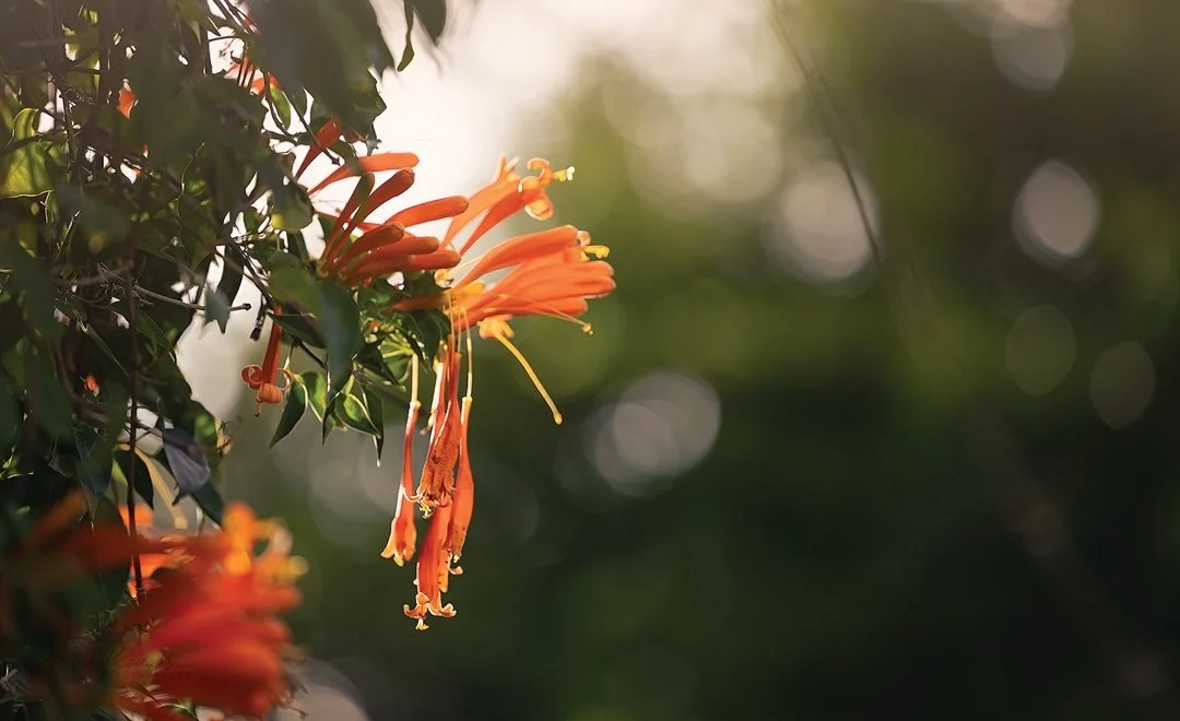 Beautiful orange trumpet flower blooms at Hacienda Doka Coffee &hellip;the tour and coffee were amazing! Such a beautiful hacienda with lots of flowers and birds and all of the history of coffee bean growing and harvesting. Thanks @pointamesandshoot 