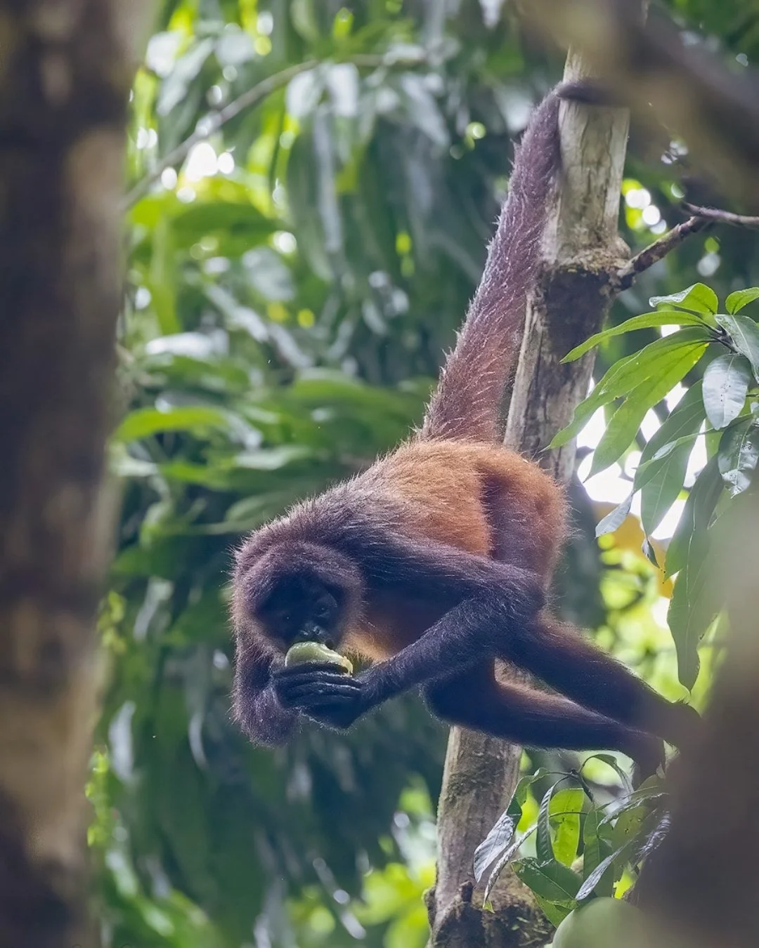 More spider monkey fun! They are color blind so can&rsquo;t tell the difference between green mangos and ripe yellow ones &hellip; they just go ahead and pick it and take a bite if it&rsquo;s too green they toss it (watch your head!) 

The Fifth Limb