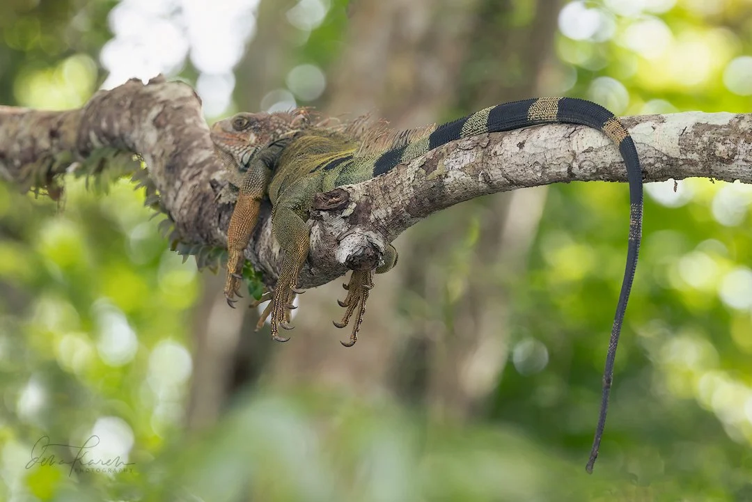 Monday mood 

Iguana chilaxing on a log in Costa Rica 

 A group of photographers from @womencapturemagic have come together to share our love of nature. Get your dose of beauty today by following along the #womencapturemagicnatureloop