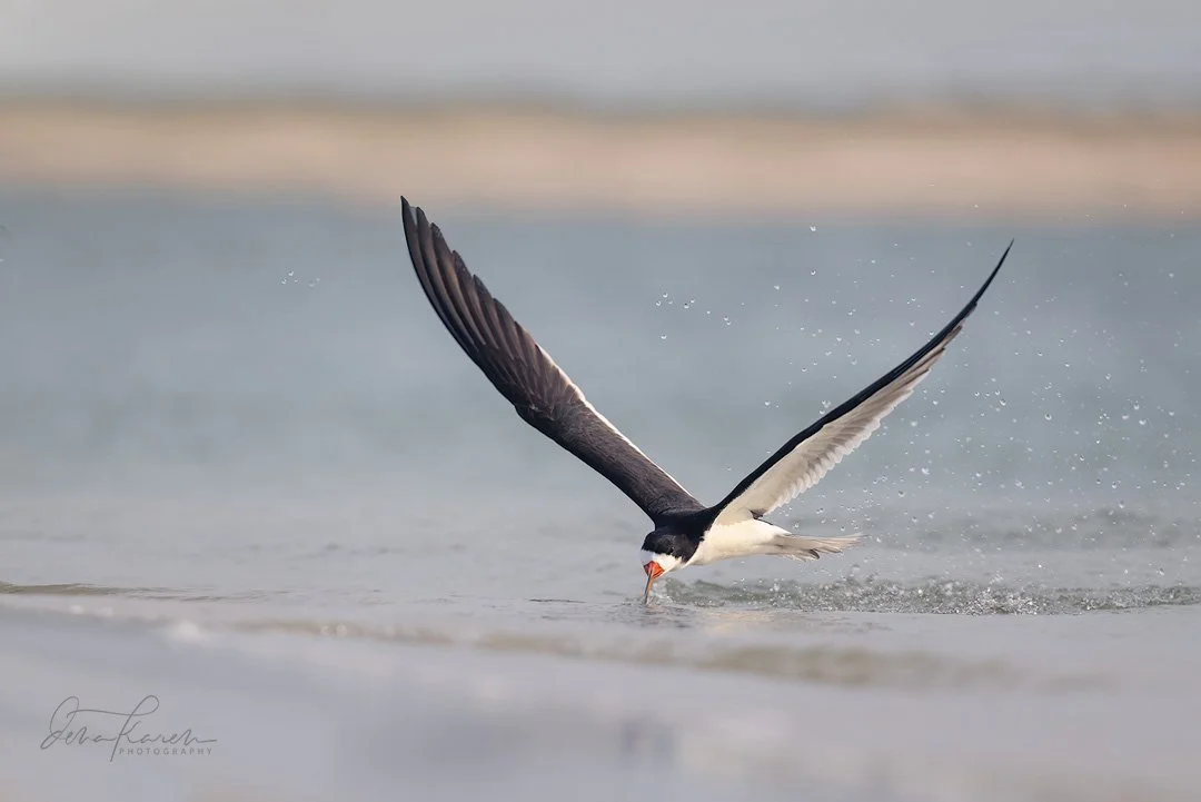 We interrupt our Costa Rica programming to share this beautiful black skimmer &hellip; they have a longer bottom beak and skim through the water for fish and can fish at night as well since they fish by feel. So fun to have you guys down ! @pointames