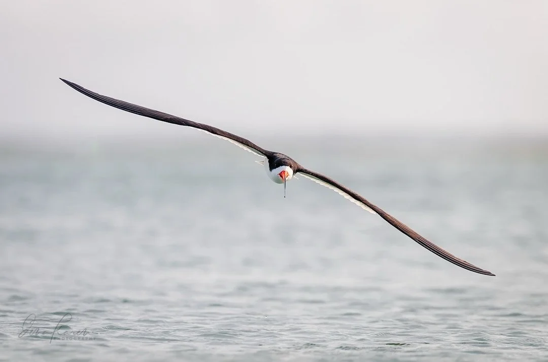 I really love the black skimmer in flight they are awkward a bit on the ground with their heavy beaks and short legs and torso&hellip; but in flight they are magnificent ! #ilm #wrightsvillebeach #audubon_nc