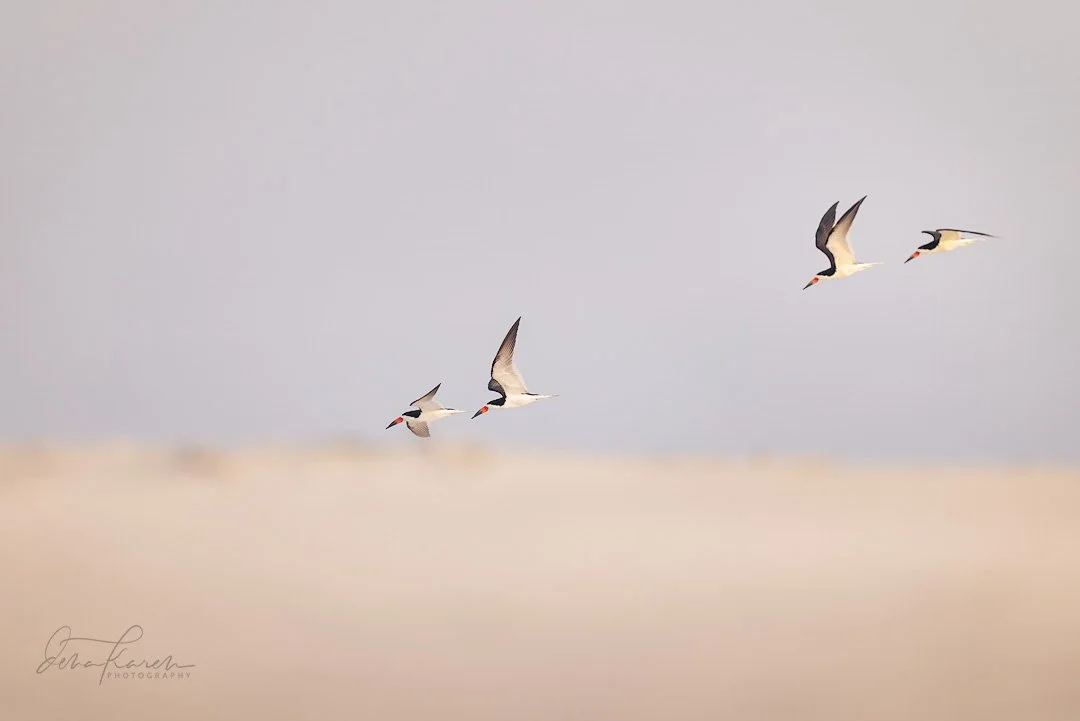Black skimmer flying over the dune. 

&ldquo;Nesting
Breeds in colonies. Courtship not well studied, may involve zigzagging flight with two or more males pursuing one female. Nest site on ground on open sandy beach, shell bank, sandbar; sometimes on 