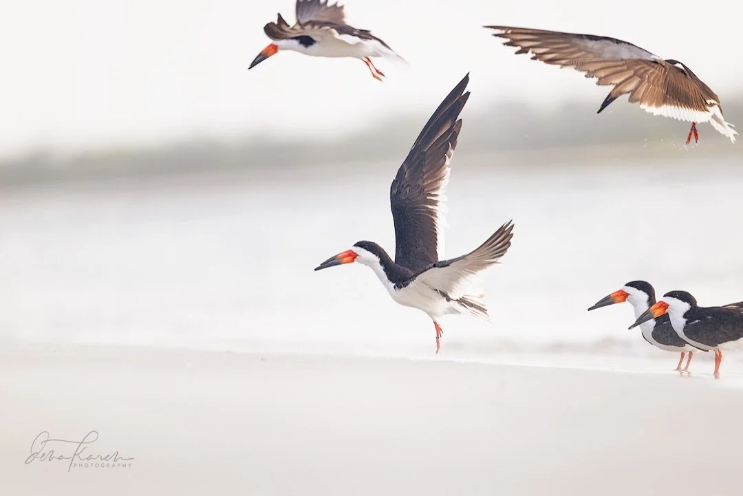 Black Skimmer hanging by the shore