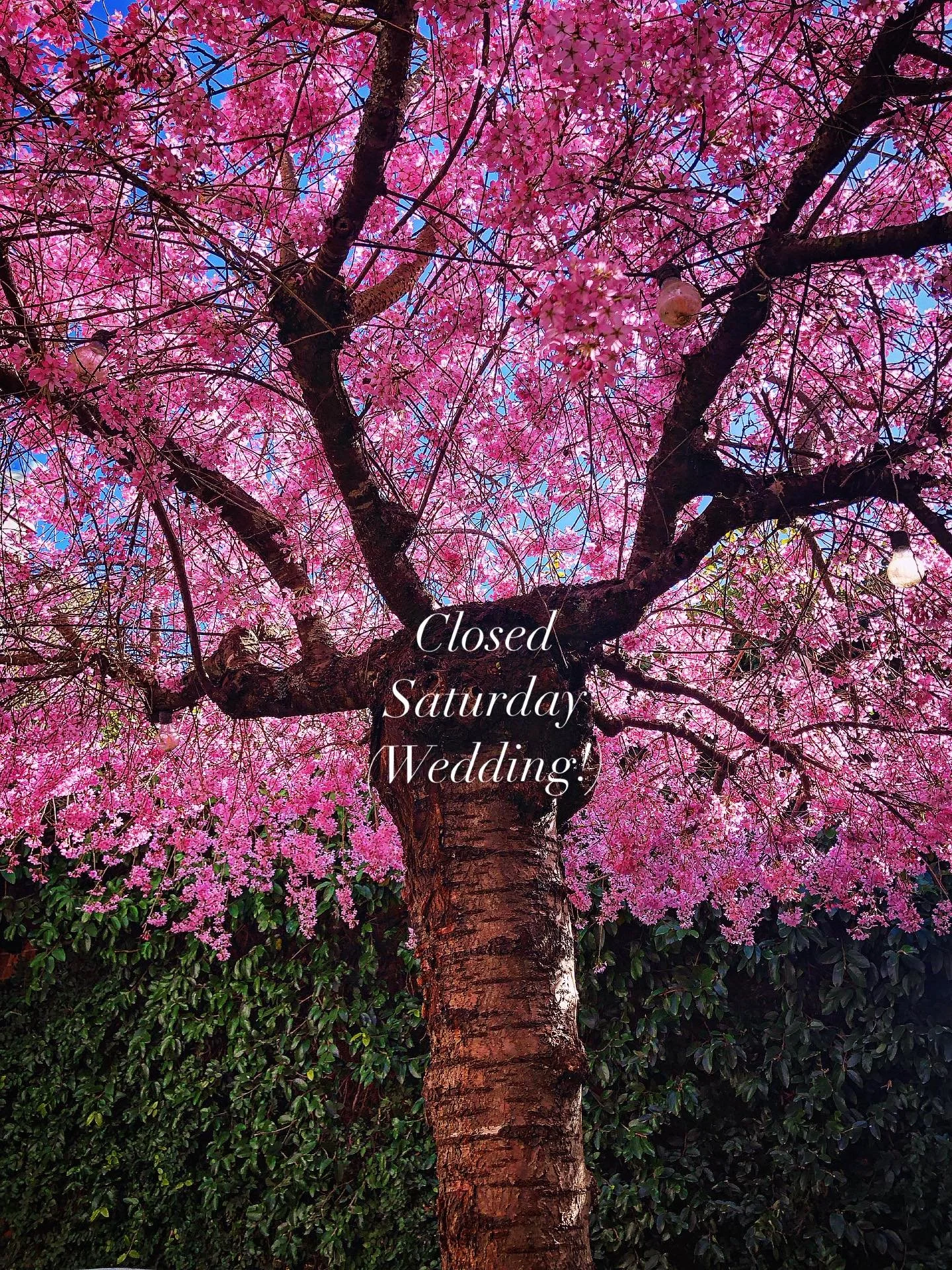 This Saturday we are hosting Tania &amp; Steve as they tie the knot under the cherry tree in our courtyard.

So we can devote ourselves to their special day we will be closed to the public the whole day and evening.

Make sure to drop in tonight or S