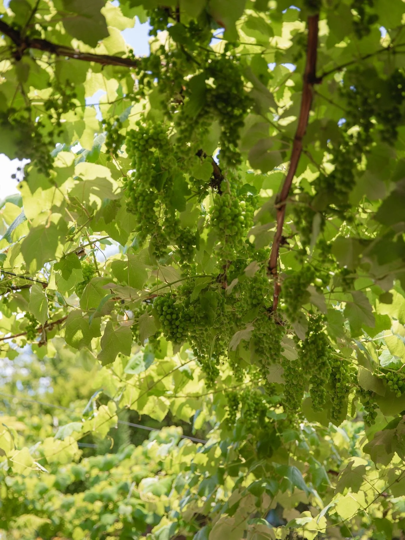 Our courtyard is the best place to be right now.
Hidden from the street, wander out the back and this awaits you. 
Grab a drink, some snacks. Stay for dinner. Settle in. Weather is perfect.