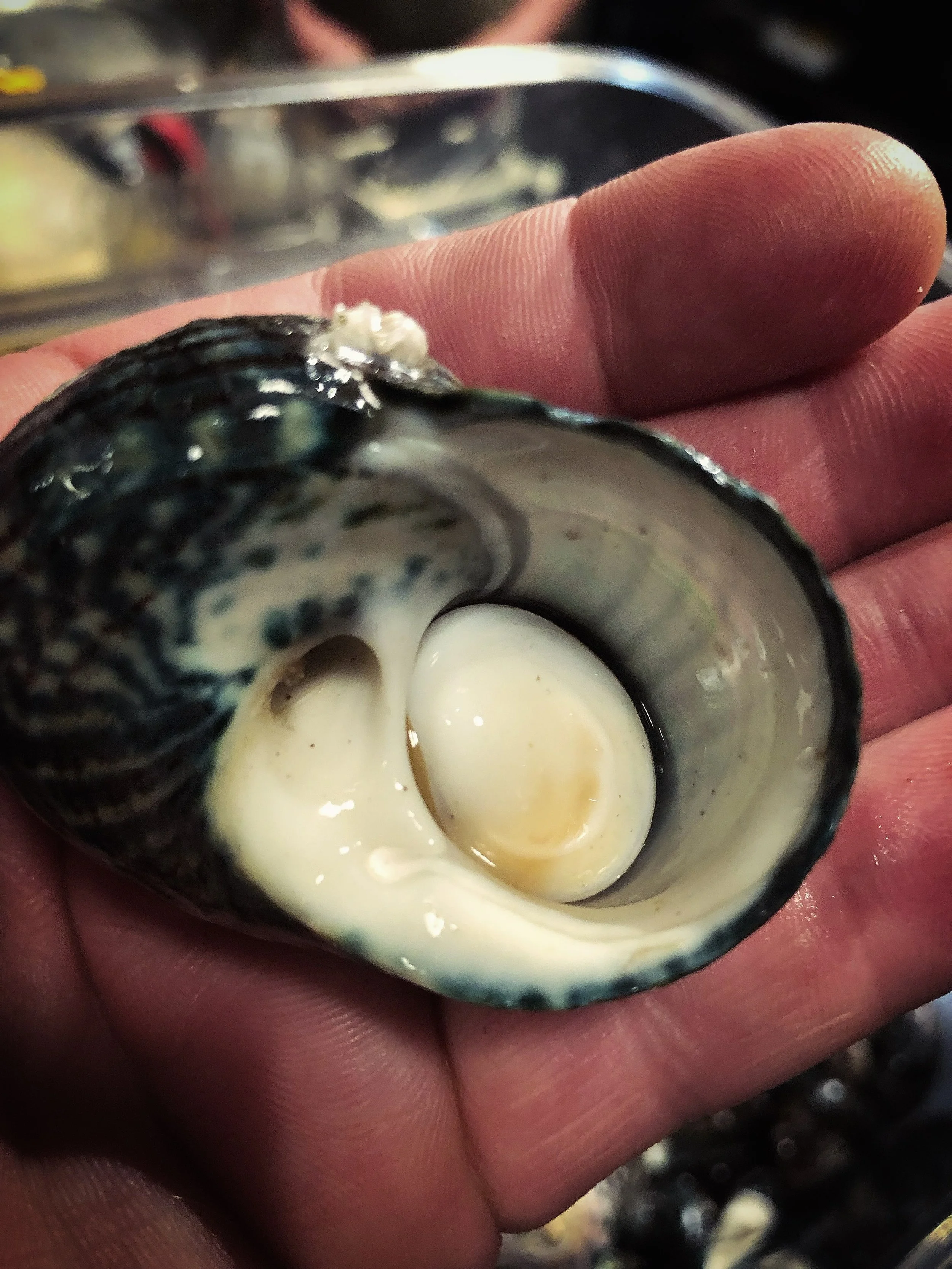 Periwinkles for tomorrow&rsquo;s Paella. 
They&rsquo;re cute! Fresh and clean not slimy and gross!
I know a lot of people might be a bit freaked out about the inclusion of this ingredient for tomorrow&rsquo;s Paella Valenciana- but let me reassure yo