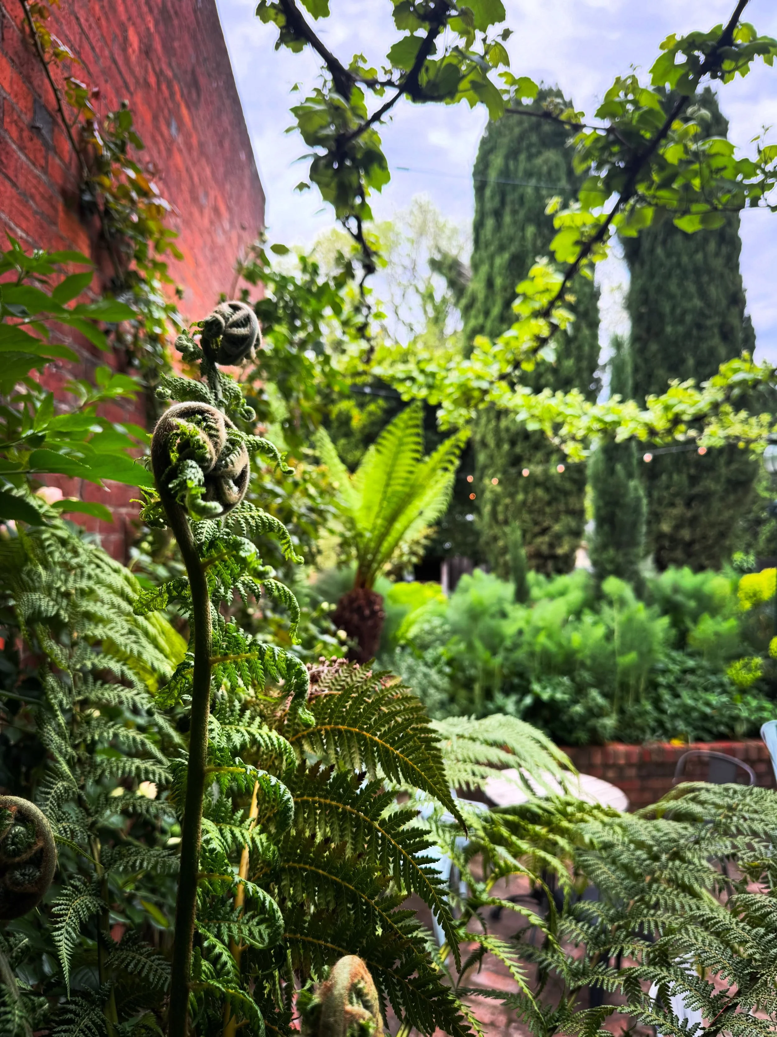 Our courtyard this morning looking especially lush.
Love a little Spring rain, freshens things up, makes the plants happy. A wonderful place to take a lunch.
Xo
