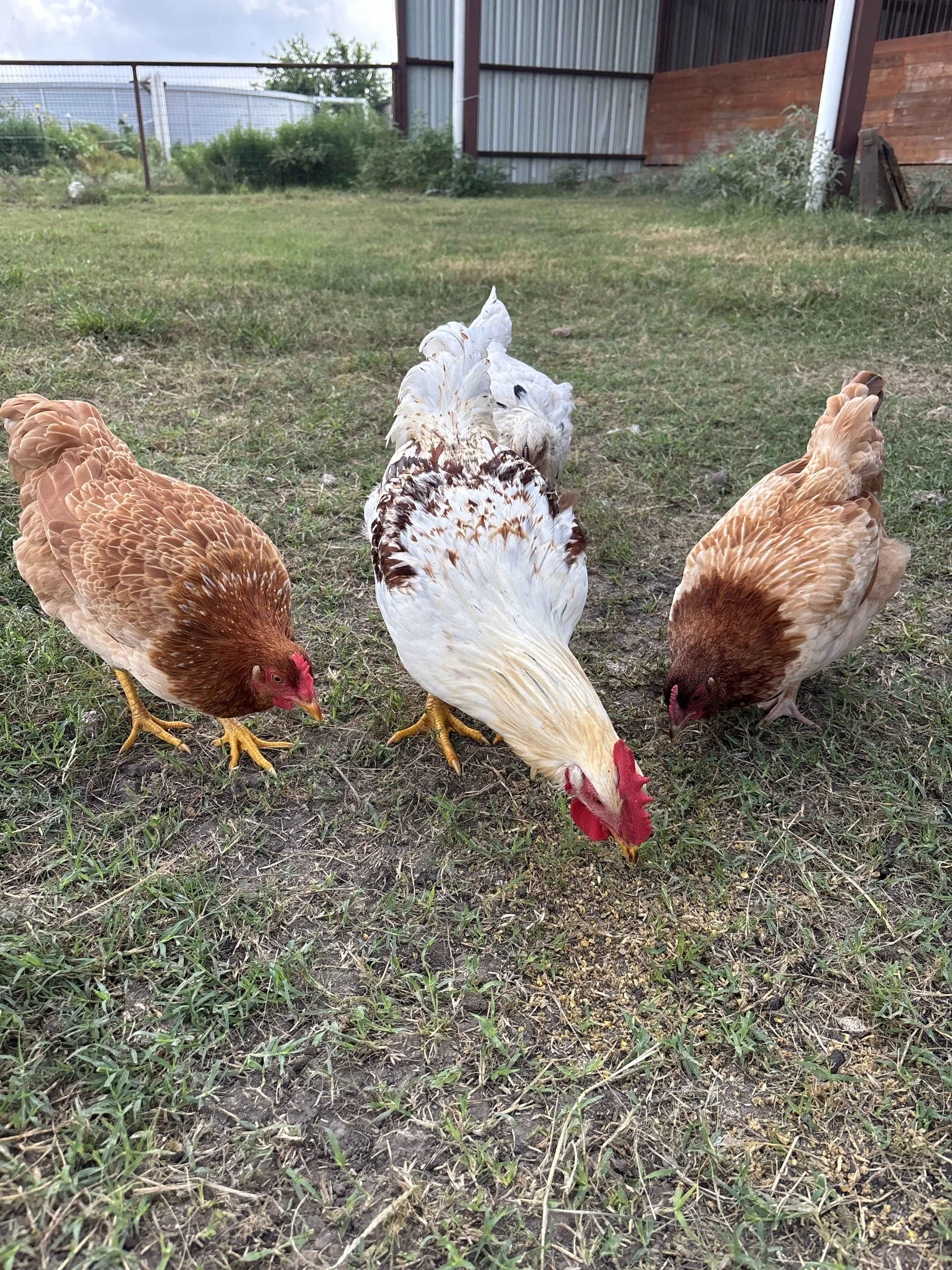 Three chickens