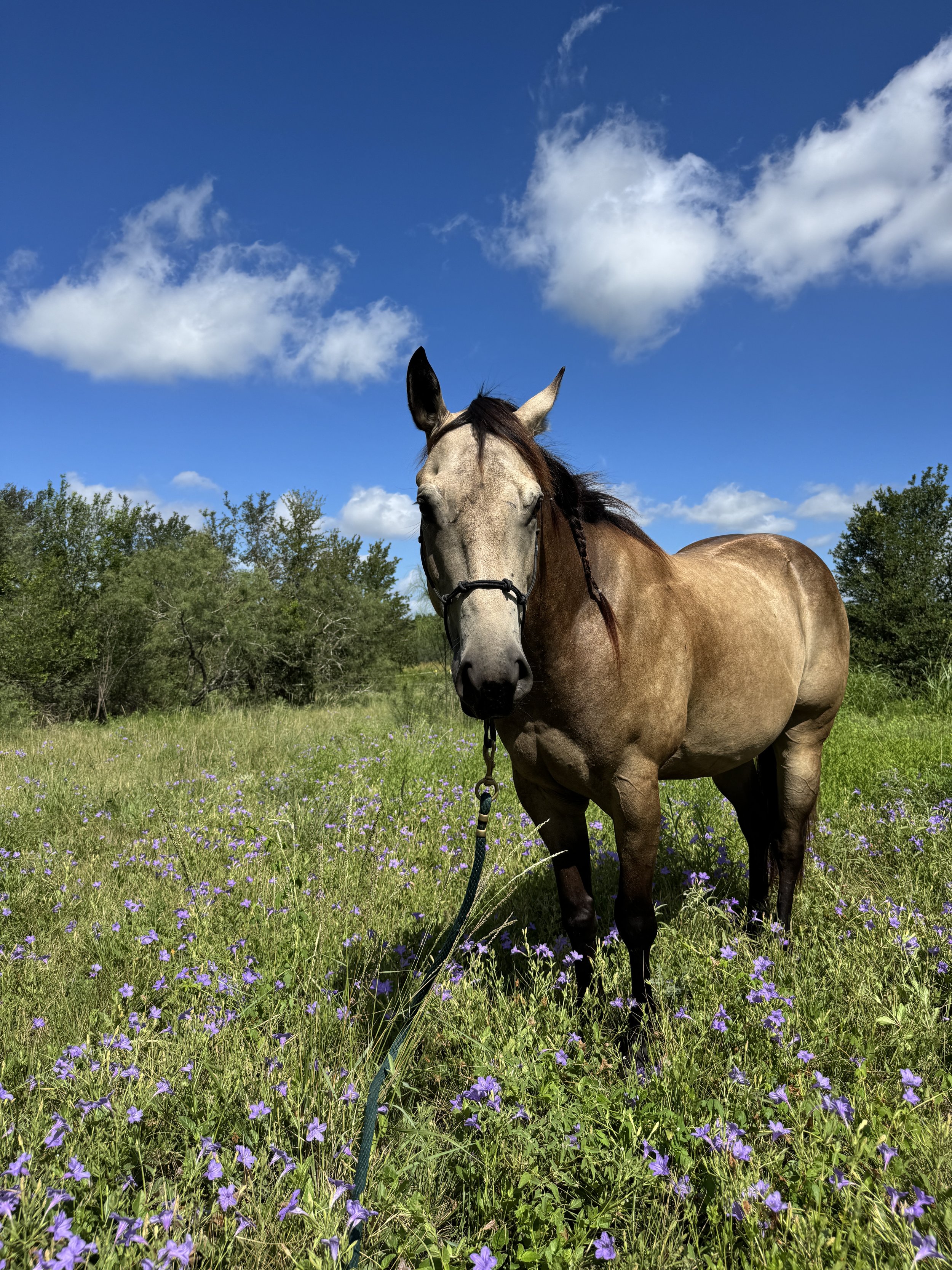 Brown horse with white spotted face in a field of flowers