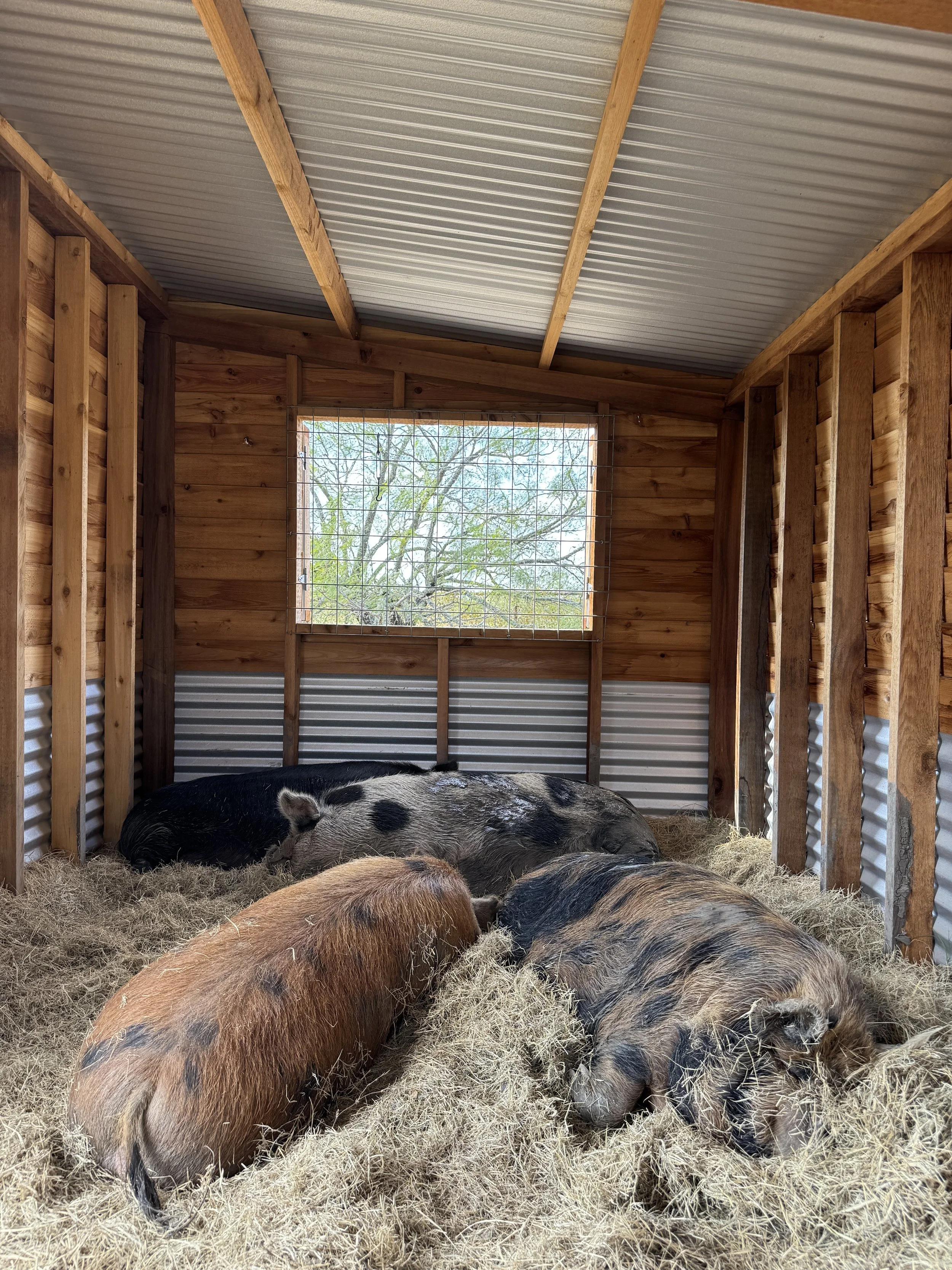 Pigs sleeping in a tiny house