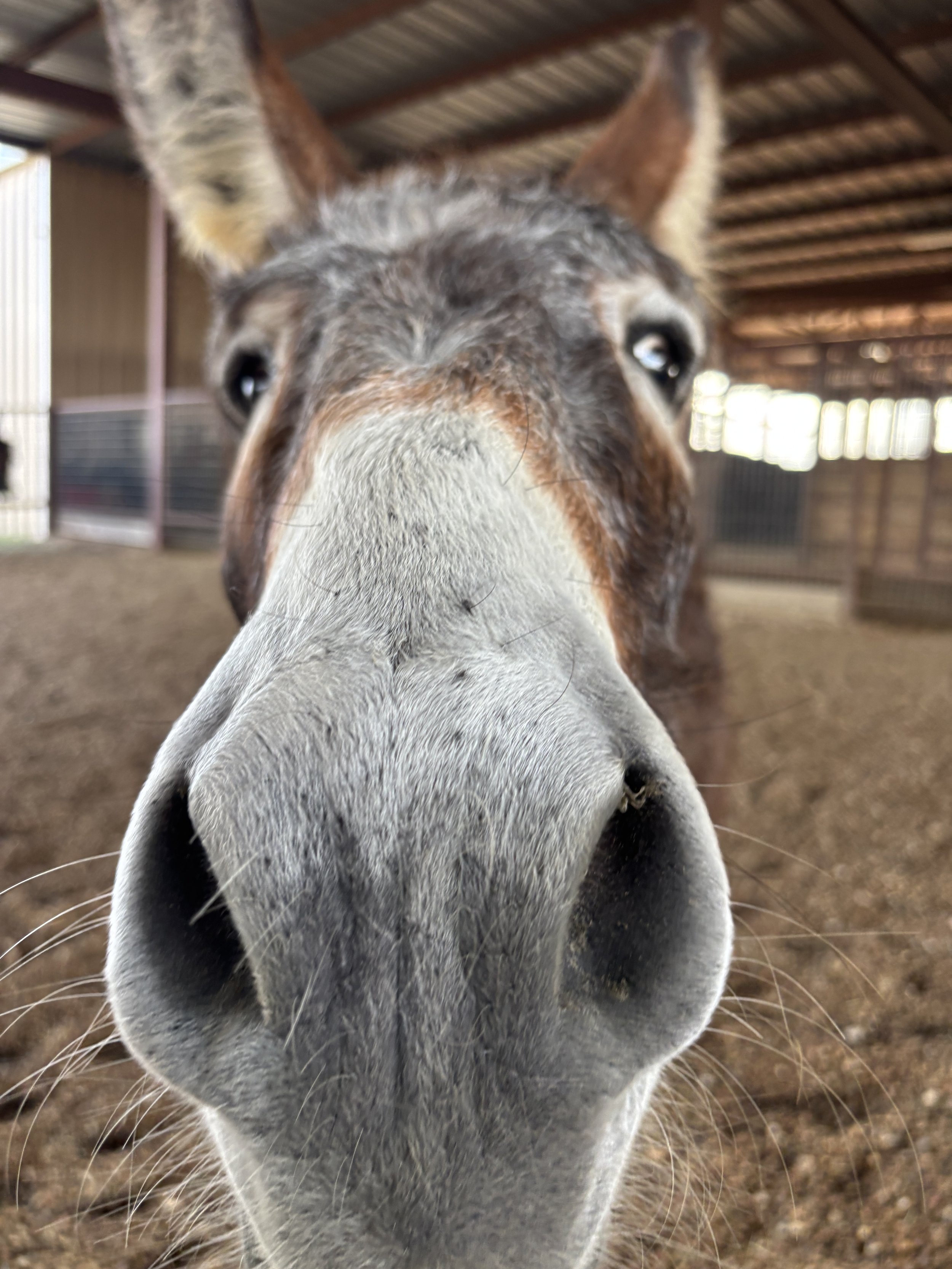 donkey with white nose named stormy