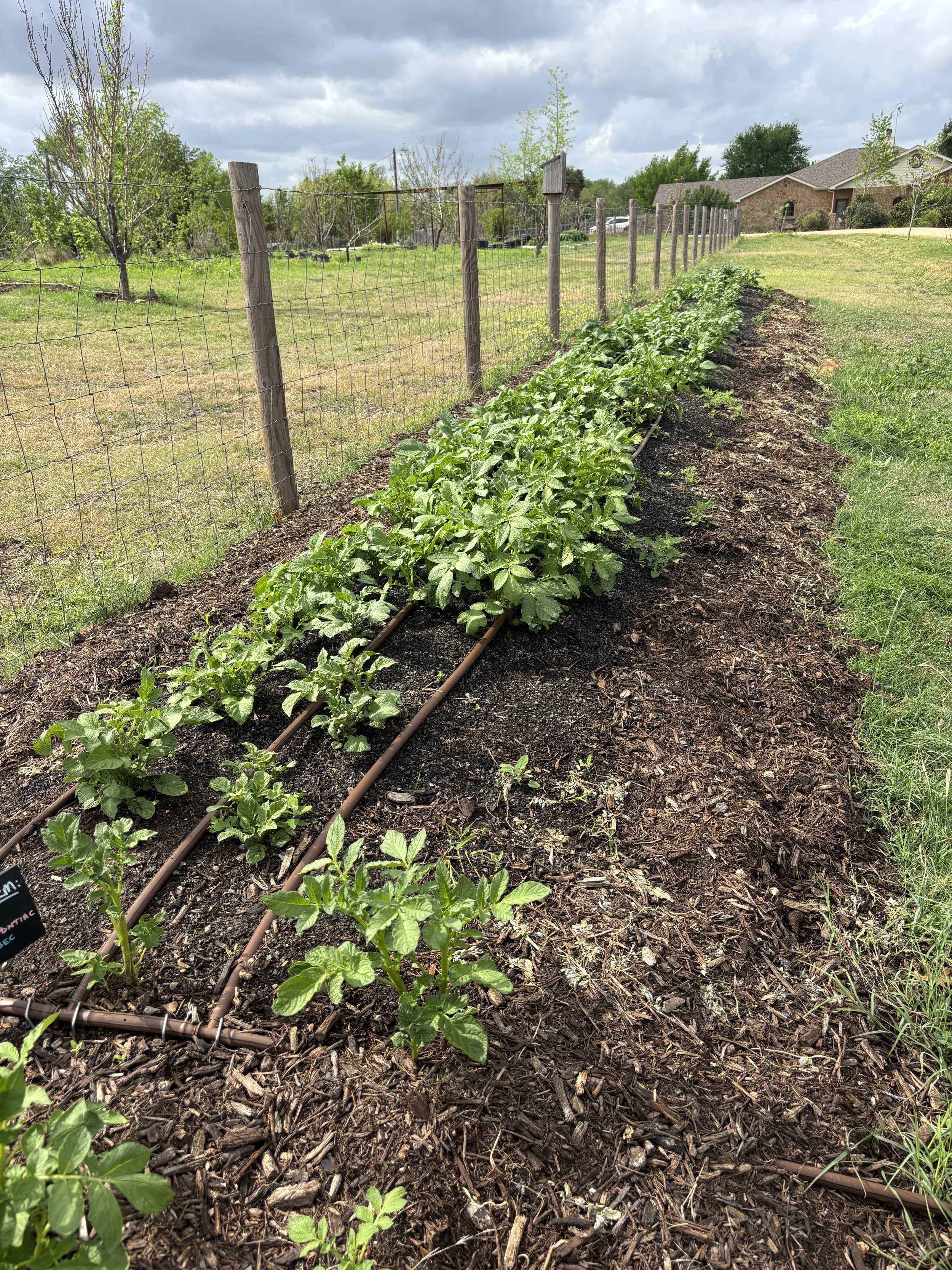 Potato crops growing in a berm