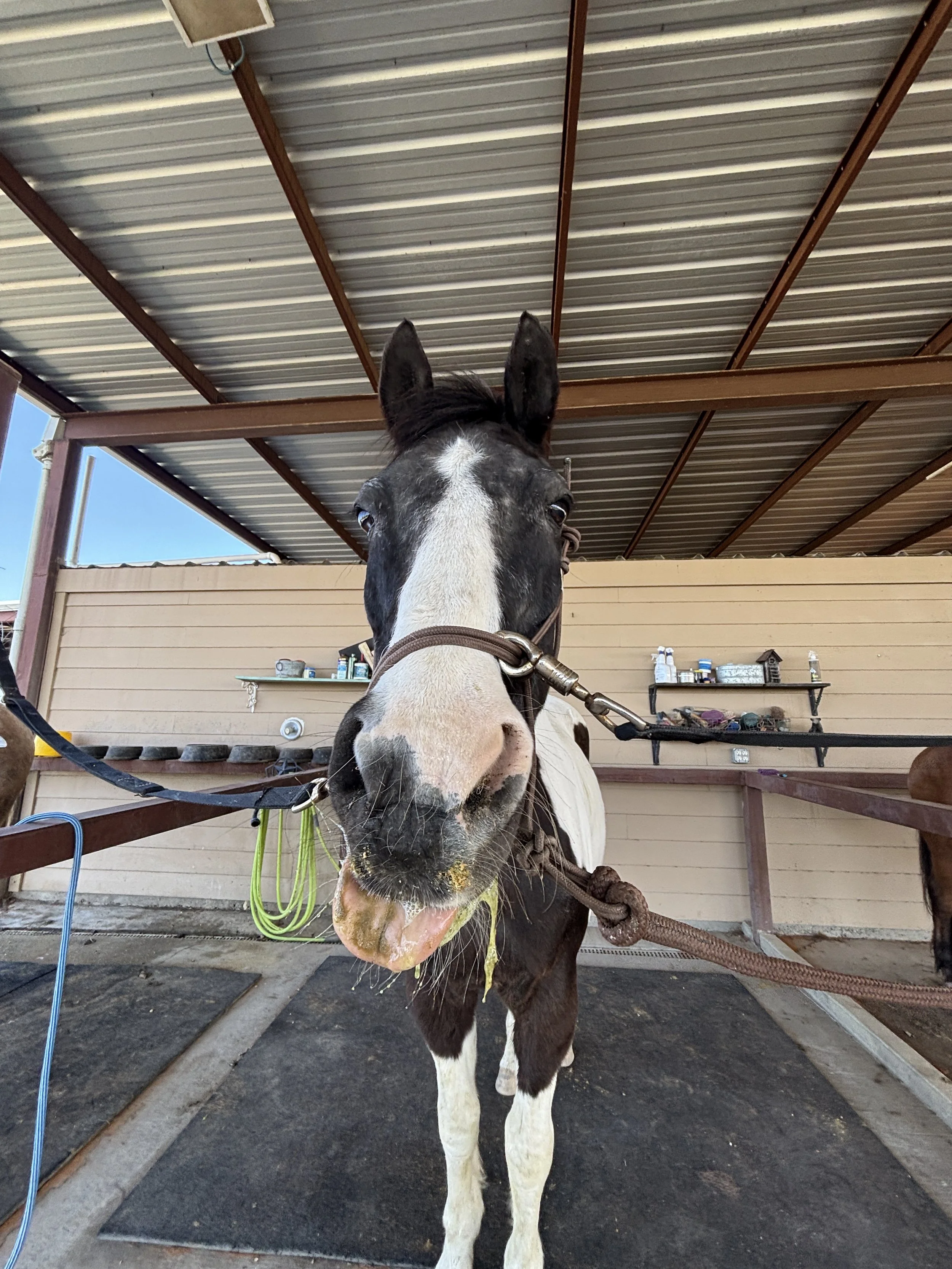 dark brown and white horse with tongue out named disco