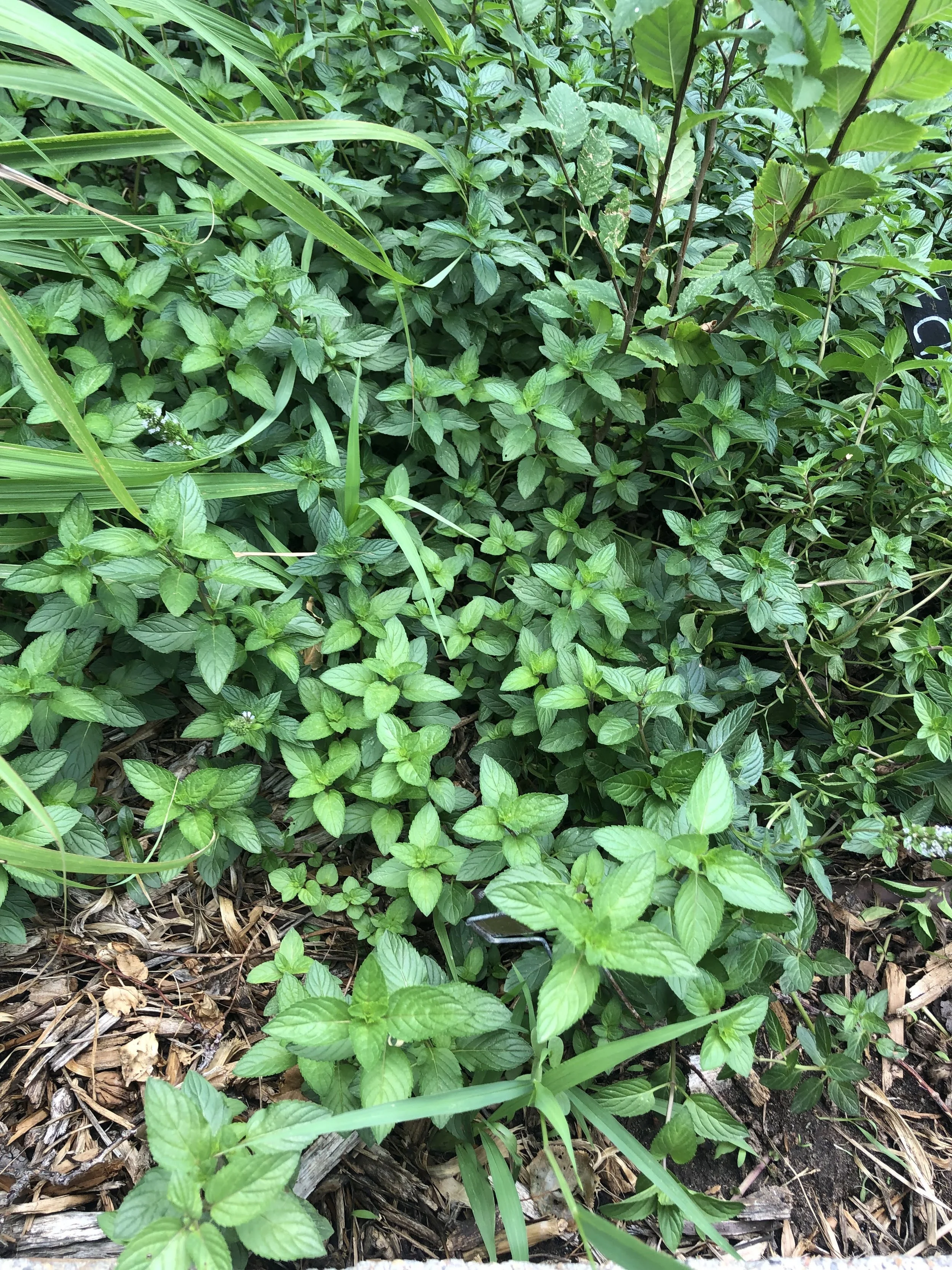 Chocolate Mint - also known as, "The Invader."