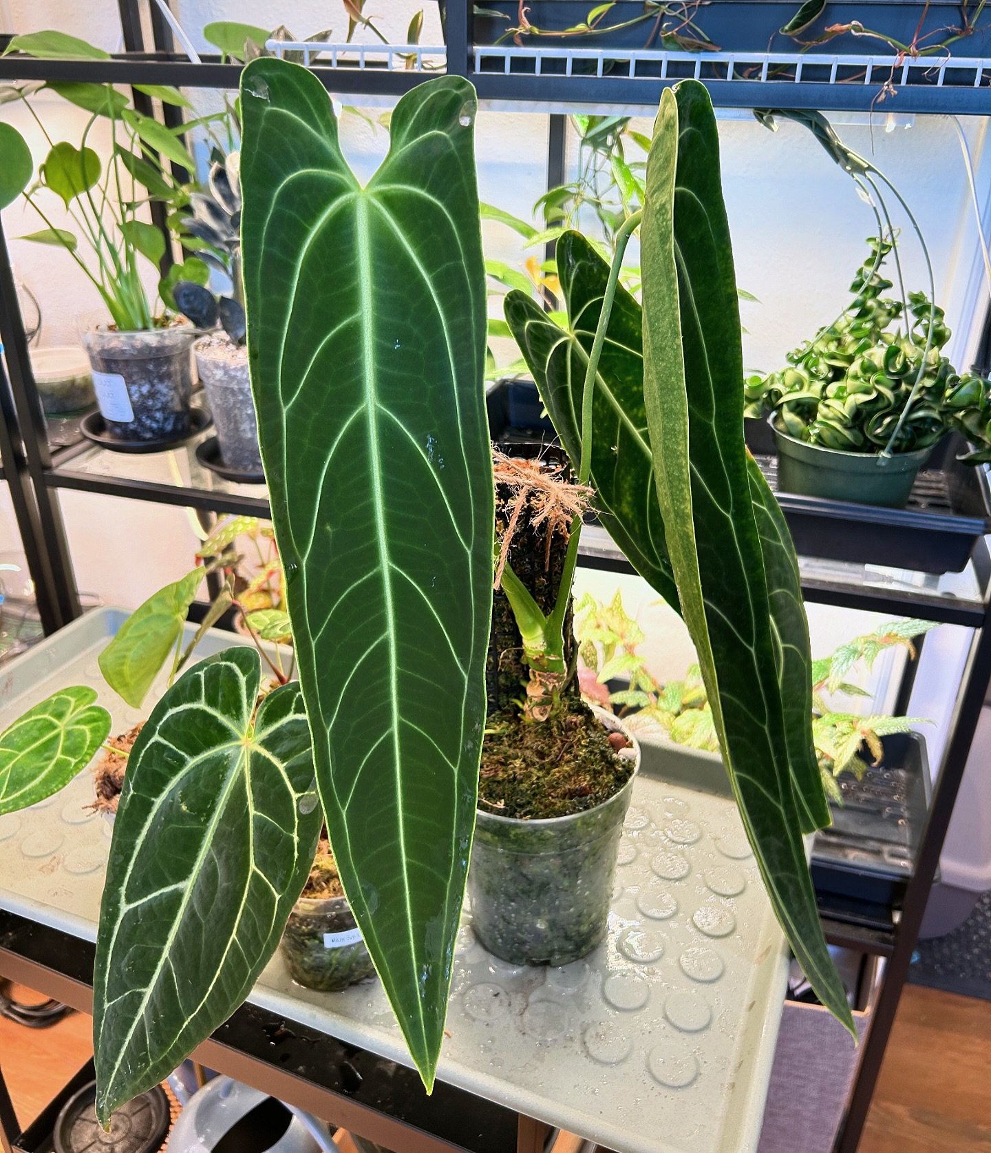 My queen has been putting in WORK - 3 big leaves and an inflorescence! 🌟

#anthurium #anthuriumwarocqueanum #queenanthurium #anthuriuminflorescence #greenhousegoals #aroid #anthuriums #anthuriumsofinstagram #anthuriumlover #bigleaves
