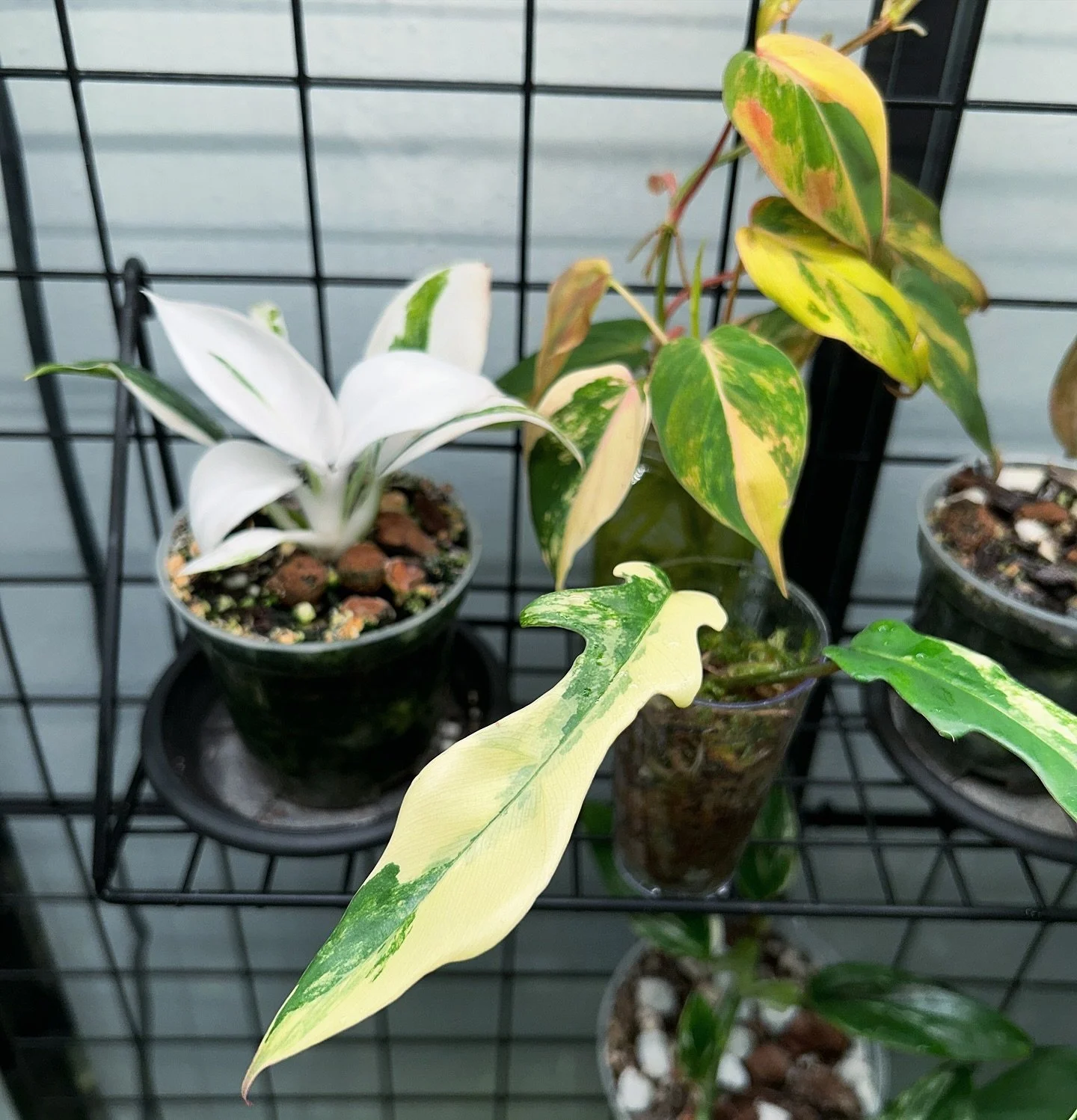 Really loving this little corner ✨

🪴 philodendron white wizard 
🪴 variegated philodendron micans
🪴 philodendron Florida beauty x tortum 

#variegatedplants #variegated #philodendron #greenhouse #greenhouseinteriors #wishlistplant #wishlistwednesd