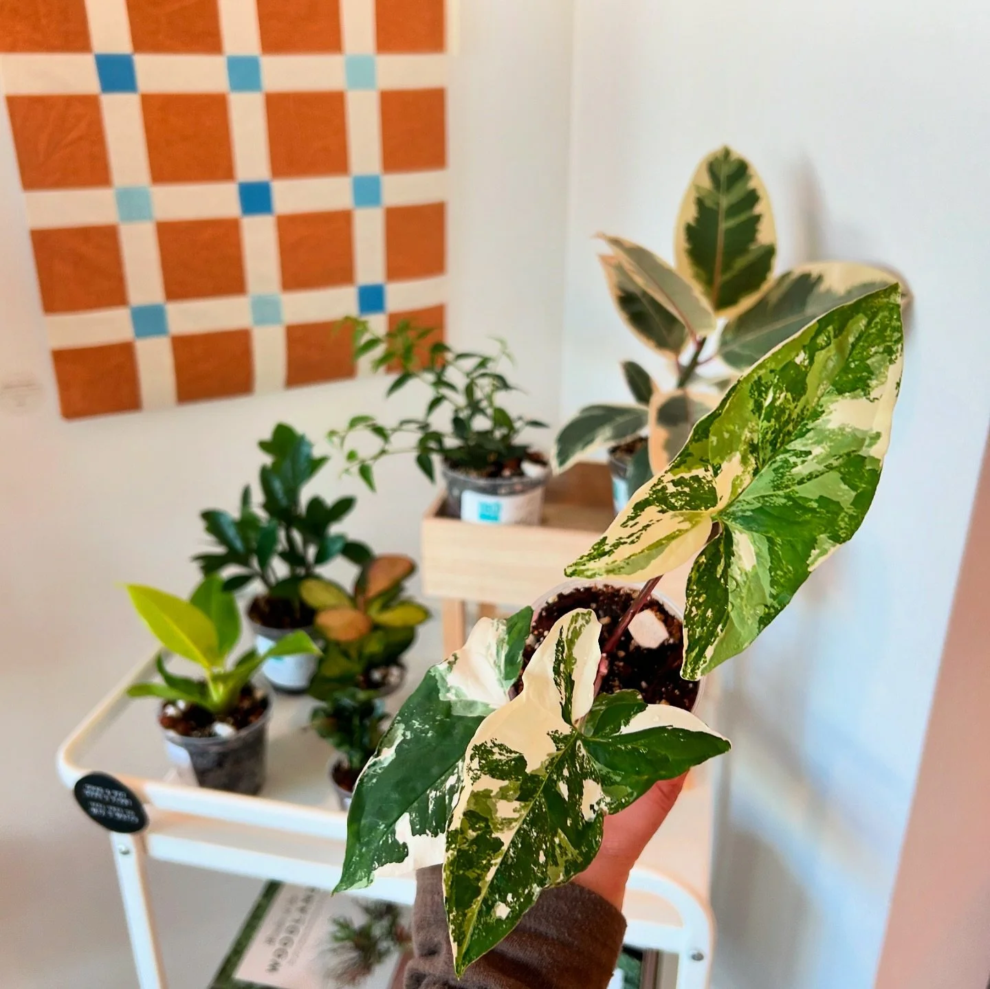 Cute new plants available at makerspace sellwood! I&rsquo;ll be keeping them stocked up with plenty of plants over my winter events break - let me know if yall have any requests! ✨🪴

#houseplants #cuteplants #plantshopping #plantsmakepeoplehappy #ho
