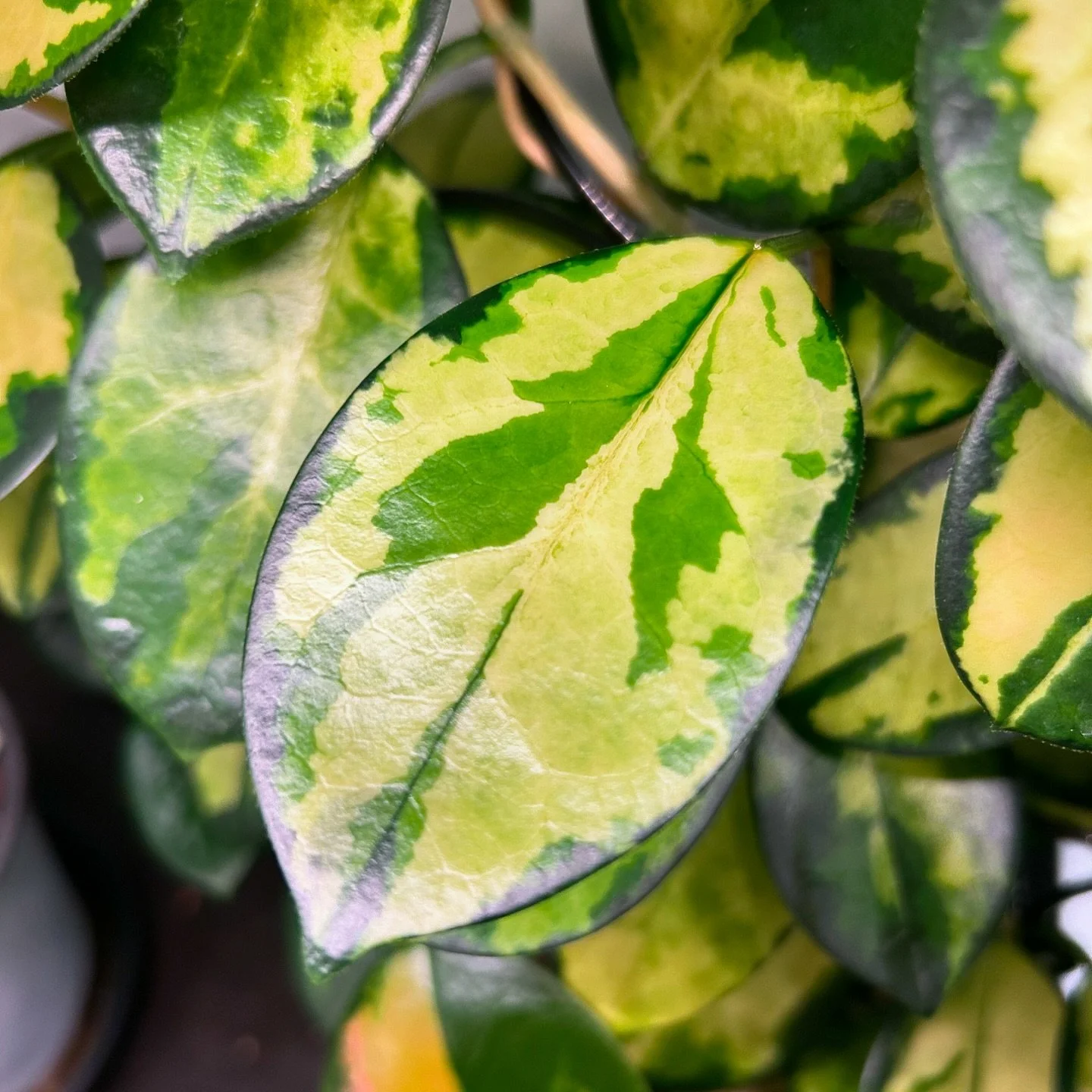 Hoya Australis &lsquo;Lisa&rsquo; looking real cute today ✨

These leaves always get me, each one is its own little masterpiece. 

#hoyaplant #hoyaheads #hoyasofinstagram #hoyaaustralislisa #easycareplants #hoyalover #hoyalovers #hoyalove #variegated