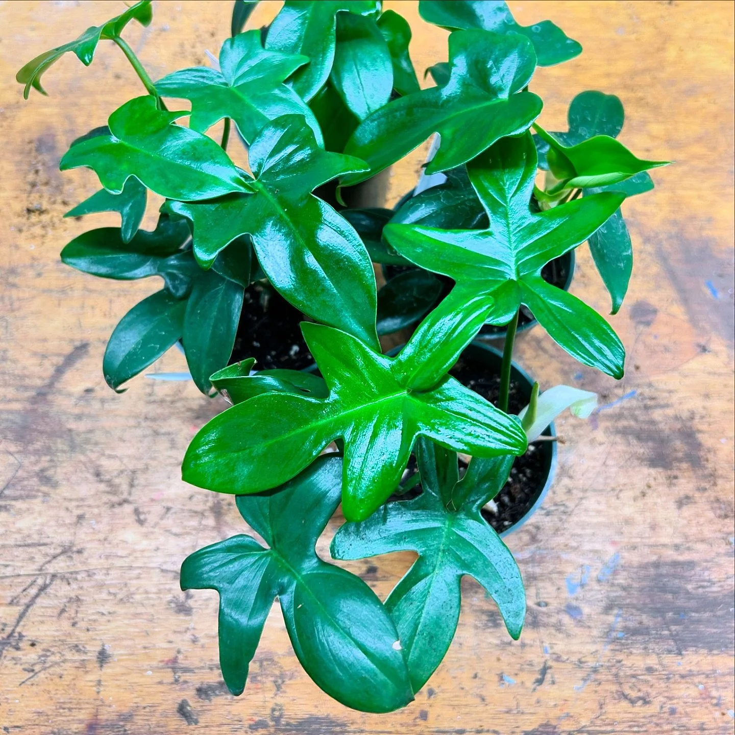 🪴 Philodendron Pedatum 🪴

Super stoked to have these cuties back in stock! As soon as they&rsquo;ve acclimated they&rsquo;ll be available at Makerspace Sellwood and on Dec 7 -8 at the only holiday market I&rsquo;m doing this year - more details com