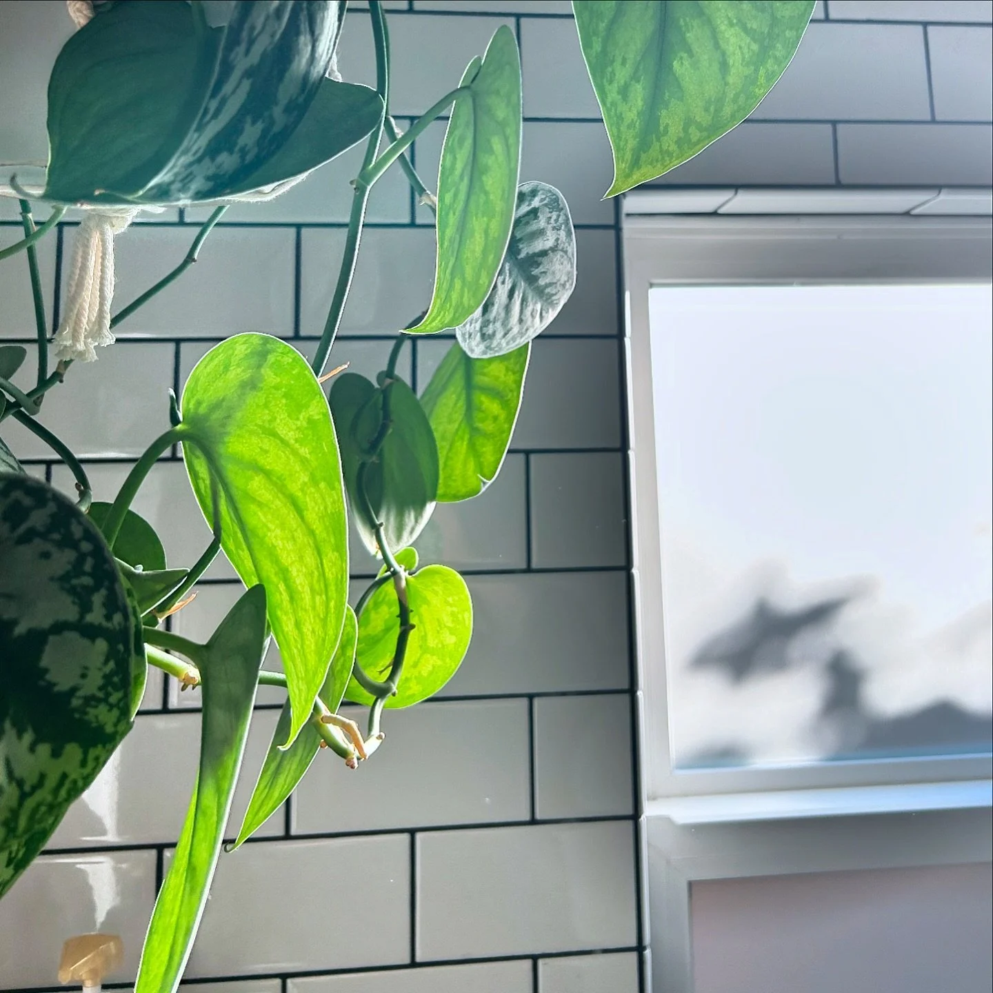 Scindapsus exotica loving that bathroom light ☀️

#bathroomplants #indoorplants #indoorplantsdecor #indoorplantsofinstagram #indoorplantstyling #scindapsus #scindapsuspictusexotica #scindapsusexotica #hangingplants #houseplants #houseplantsofinstagra