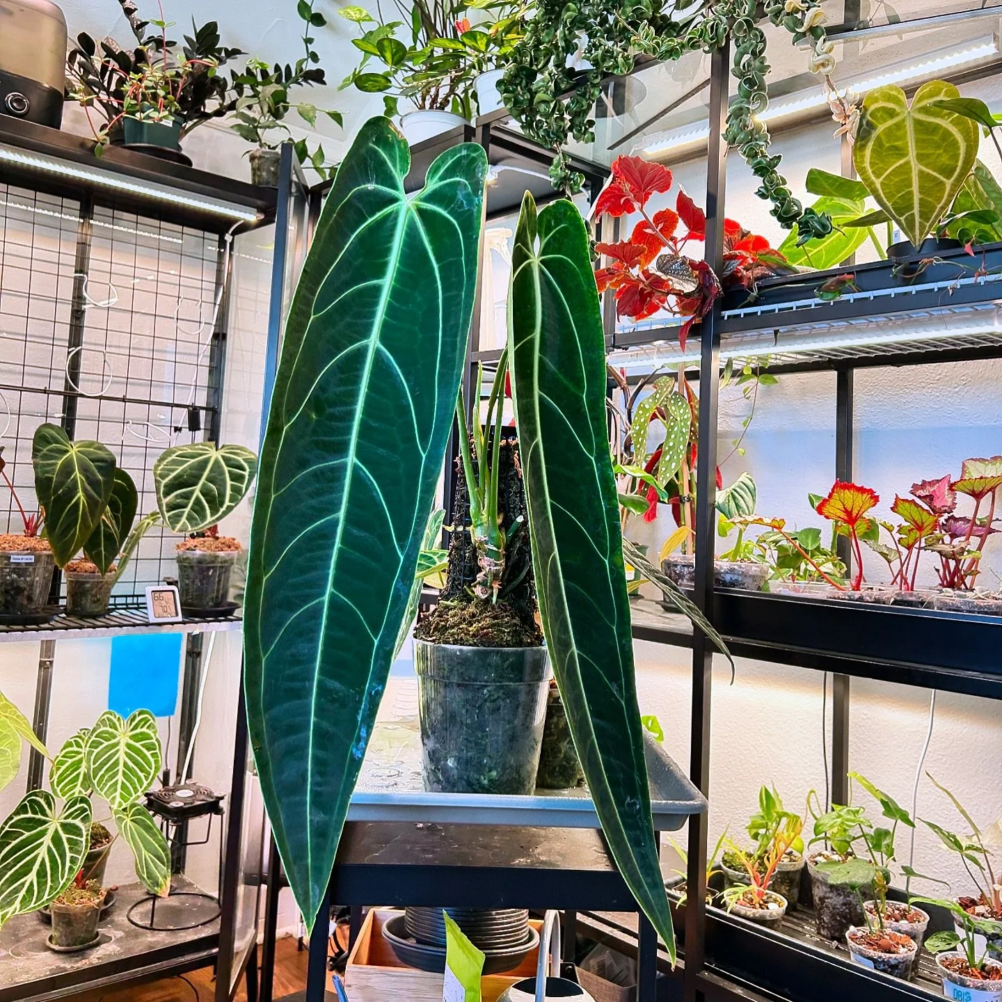 Forever the queen of the plant room 👑

🪴 Anthurium warocqueanum

#anthurium #anthuriums #anthuriumwarocqueanum #queenanthurium #anthuriumlovers #anthuriumlover #anthuriumsofinstagram #aroid #aroids #aroidsofinstagram #plantlover #plantroom #wishlis