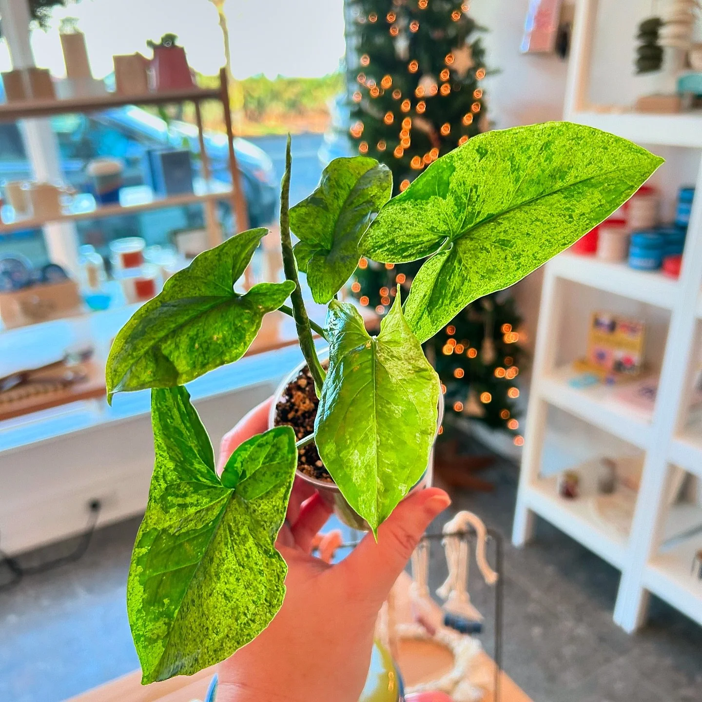 This adorable little syngonium mojito is pushing our leaves like it&rsquo;s her job! Her leaves increase in contrast as they mature - swipe to see my favorite mature leaf from the mother plant 🌟

She&rsquo;s waiting for you to take her home over at 